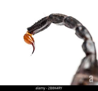 Close-up of a drop of venom on the tail of a Emperor scorpion, Pandinus imperator, isolated Stock Photo