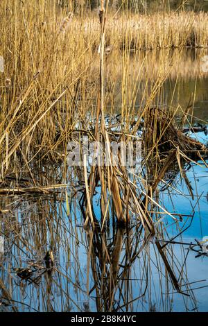 Reflections in the water of reed growing in a lake Stock Photo