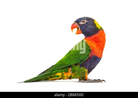Side view of a Rainbow Lorikeet, Trichoglossus moluccanus, isolated Stock Photo