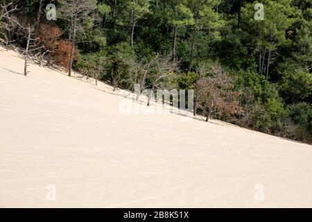 Erosion of trees on the edge of the Dune of Pilat, the tallest sand dune in Europe. La Teste-de-Buch, Arcachon Bay, Aquitaine, France Stock Photo