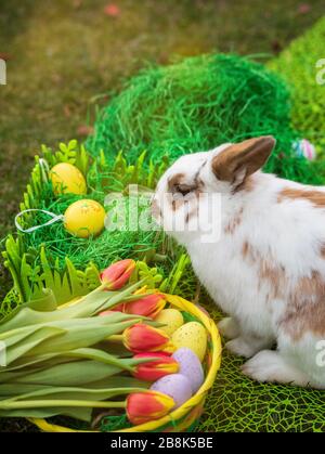 Easter bunny and Easter eggs on green grass Stock Photo