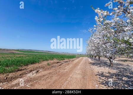 Country road, row of Almond blossom trees in orchard and green agriculture fields against a blue sky. Israel Stock Photo