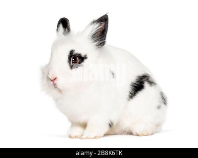 Young black and white Rabbit, isolated on white Stock Photo