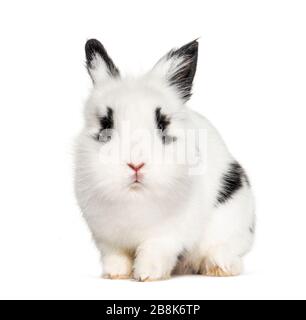 Young black and white Rabbit, isolated on white Stock Photo
