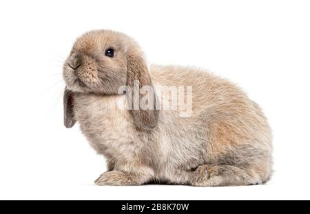 Mini lop rabbit, isolated on white Stock Photo