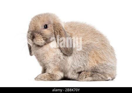 Mini lop rabbit, isolated on white Stock Photo