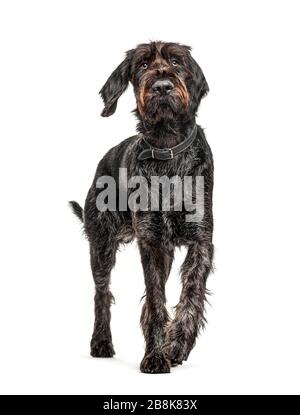 German Wirehaired Pointer,Korthals dog, isolated on white Stock Photo