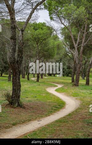 Curved path surrounded by trees Stock Photo