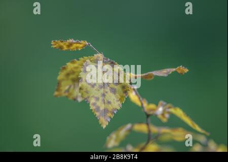 Yellow leaves with brown dots from a tree on a green background Stock Photo