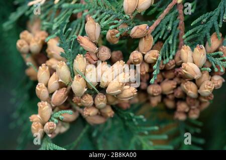 Brown buds with seeds on branches of Thuja occidentalis close up. Northern white-cedar; eastern arborvitae; tree of life. Stock Photo