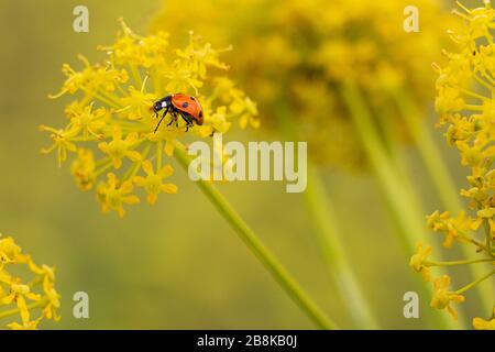 A ladybug perched on a flower Stock Photo