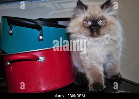 itty bitty Himalayan kitten looking nervously into the distance while standing on the stove Stock Photo