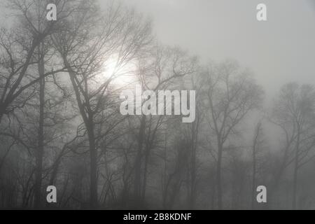 The sun shining through trees in the forest with thick dense misty fog Stock Photo