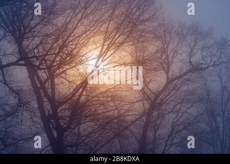 The sun shining through trees in the forest with thick dense misty fog Stock Photo