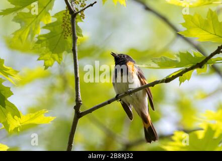 Male American Redstart warbler bird perched on oak branch and singing in springtime Stock Photo