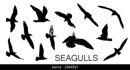 Seagull silhouettes in black, different flying positions. Set of 12 detailed shapes. Stock Vector