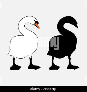 White Mute Swan outline and silhouette in black, side by side. Drawing after real swan walking on shore. Stock Vector