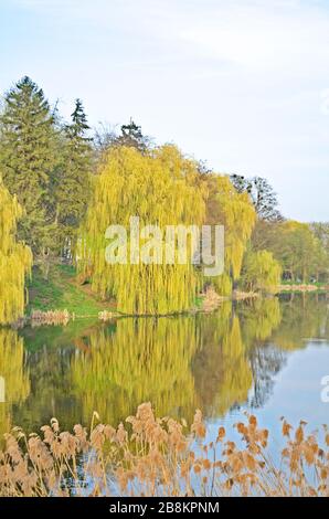 Willow trees by the river. Weeping willow in park. Stock Photo