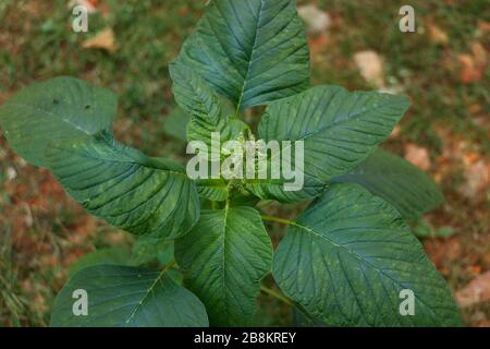 Top view of a Green amaranth (Amaranthus viridis), a leafy vegetable popular in south India. Stock Photo