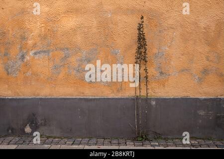 Withered plant against an orange coloured wall, with painted out graffiti, on a city street. Stock Photo