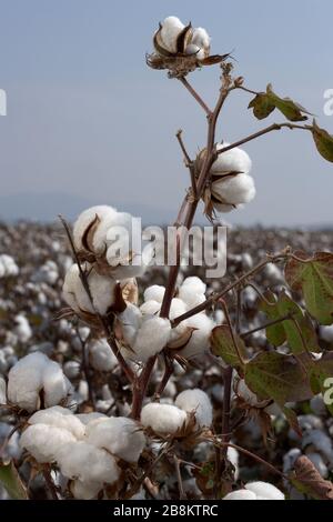 Cotton ball in full bloom Stock Photo