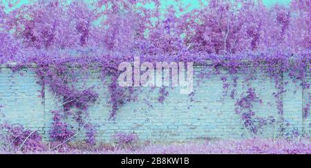 Old blue brick wall texture for background. Texture blue brick wall background.  Brick wall background with purple  plant leafs from tree Stock Photo
