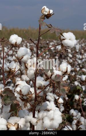 Cotton ball in full bloom Stock Photo