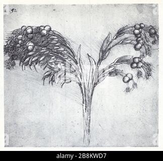 Leonardo da Vinci. Study of a plant. 1506. Stock Photo