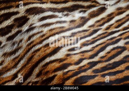 closeup of siberian tiger fur background texture pattern Stock Photo