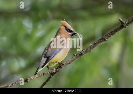 Cedar Waxwing gathering fluff for its nest Stock Photo