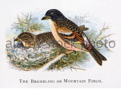 Brambling (Fringilla montifringilla), vintage illustration published in 1898 Stock Photo