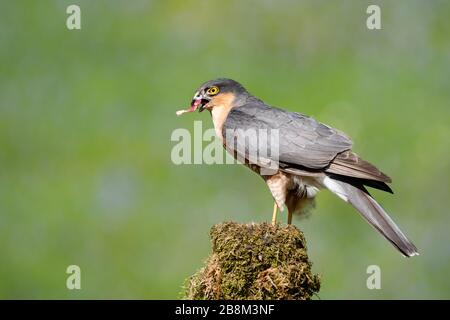 A male sparrowhawk is perched on a lichen covered post with a pice of its prey in its beak as he looks out cautiously to the left Stock Photo