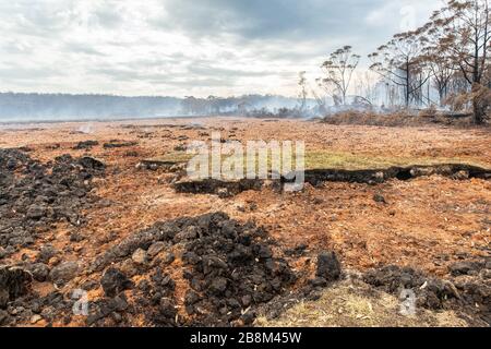An island of green meadow lies surrounded by piles of red and black peat dug up and flooded to extinguish hot spots at the Peat Fire in Cape Conran Coastal Park February 24, 2020 in East Gippsland, Victoria, Australia. The area was devastated in the 2019 wildfires and is slowly recovering as plants begin sprouting. Stock Photo