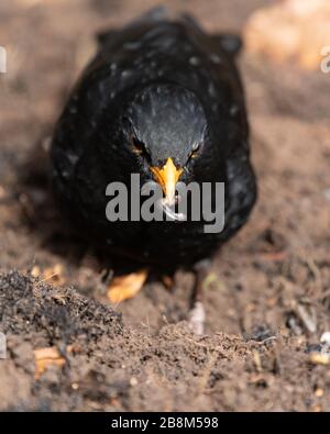 Blackbird (male) - Turdus merula - with a millipede in its beak Stock Photo