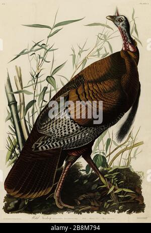Plate 1 Wild Turkey, from The Birds of America folio (1827–1839) by John James Audubon - Very high resolution and quality edited image Stock Photo
