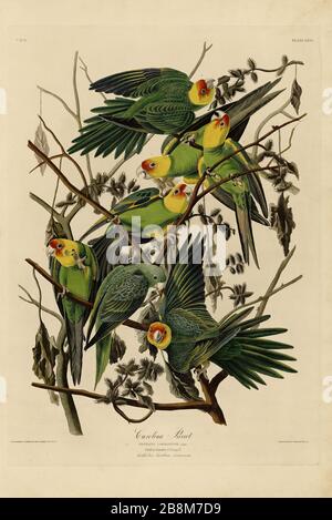 Plate 26 Carolina Parrot, from The Birds of America folio (1827–1839) by John James Audubon - Very high resolution and quality edited image Stock Photo