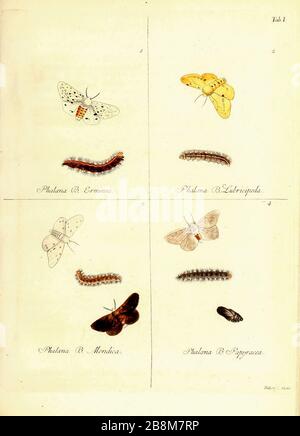 Butterfly and moths from Magazin des Thierreichs (Journal of the animal kingdom) by Reich, Gottfried Christian, 1769-1848, editor; Walther, Wolfgang, active 18th century, publisher; Leitner, Johann, engraver; Vogel, G. (Georg), 1767-approximately 1810, engraver; Volckart, Johann Friedrich, 1750-1812, engraver; Richmond, Charles Wallace, 1868-1932, former owner. DSI; Carus, Julius Victor, 1823-1903, former owner. DSI  Published in Germany 1793-1795 Stock Photo