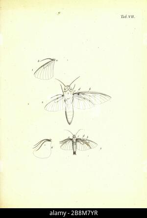 Butterfly and moths from Magazin des Thierreichs (Journal of the animal kingdom) by Reich, Gottfried Christian, 1769-1848, editor; Walther, Wolfgang, active 18th century, publisher; Leitner, Johann, engraver; Vogel, G. (Georg), 1767-approximately 1810, engraver; Volckart, Johann Friedrich, 1750-1812, engraver; Richmond, Charles Wallace, 1868-1932, former owner. DSI; Carus, Julius Victor, 1823-1903, former owner. DSI  Published in Germany 1793-1795 Stock Photo