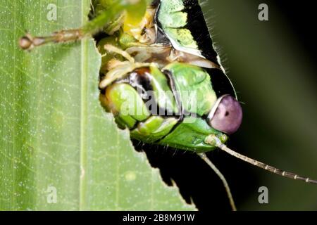 Grasshopper, Aquidauana, Mato Grosso do Sul, Brazil Stock Photo