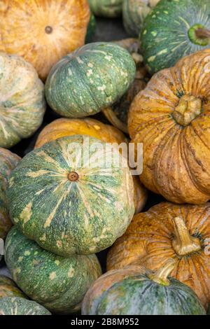 Various green and yellow pumpkins background. Green pumpkin on the left is in camera focus Stock Photo
