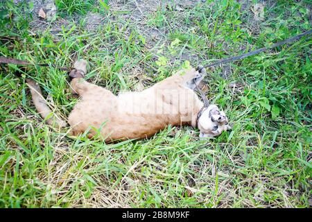 Onca-parda, Puma, Puma concolor, Captured by Peasants