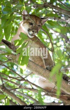 Onça-parda, Puma (Puma concolor) Burrowed, Aquidauana, Mato Grosso do Sul, Brazi Stock Photo