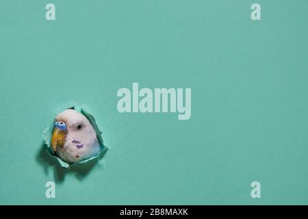 budgie from a hole on green paper. minimalism. Copy space. Stock Photo