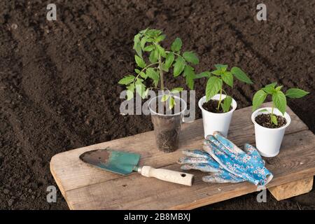 On a wooden table are three young seedlings of tomato and pepper in plastic cups. Nearby are a green garden shovel and blue gloves. Partially blurred Stock Photo