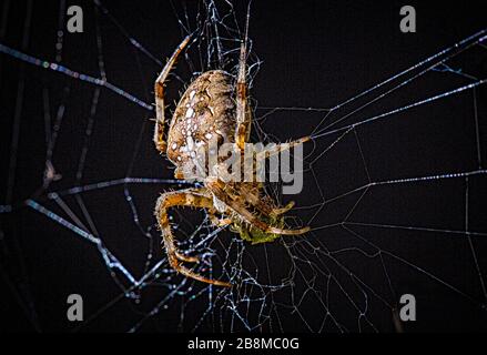 Common Garden Spider and web