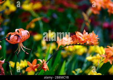 lilium lancifolium tigrinum splendens,crocosmia,orange yellow flowers,speckled markings,closeup,flowers,plant portraits,flowering bulbs,orange tiger l Stock Photo