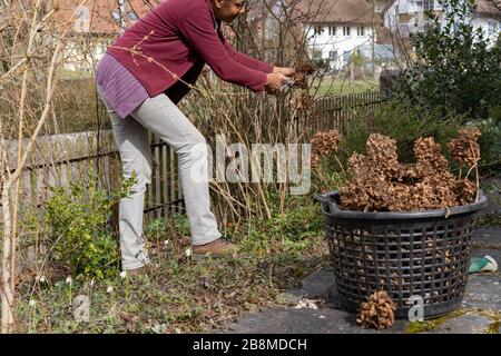 Young woman cutting old leaves. Woman with secateurs cutting plant stalks in springtime. Rural scene in residential district. Stock Photo