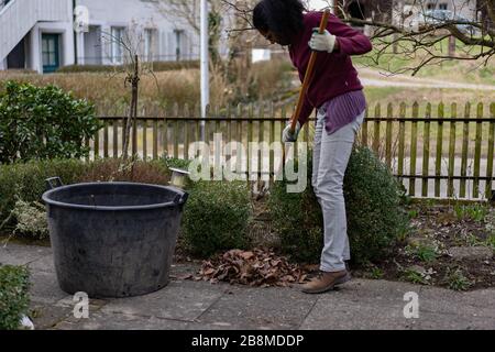Young woman is raking leaves with garden rake, cleaning footpath and flowerbed in early springtime in front yard. Portrait of gardening woman. Stock Photo