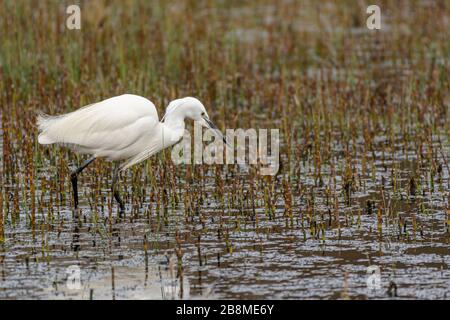 Little Egret hunting in a reed bed Stock Photo