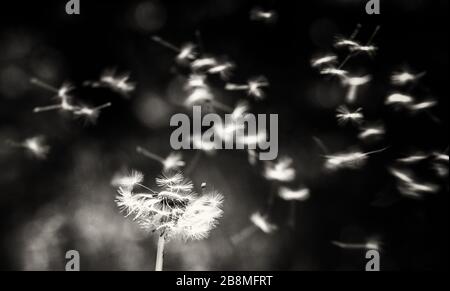 dandelion, with stem and seeds, isolated from the background in black and white conveying romance and tranquility Stock Photo